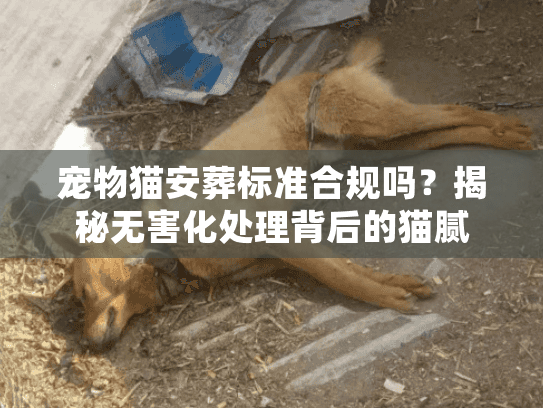 宠物猫安葬标准合规吗？揭秘无害化处理背后的猫腻