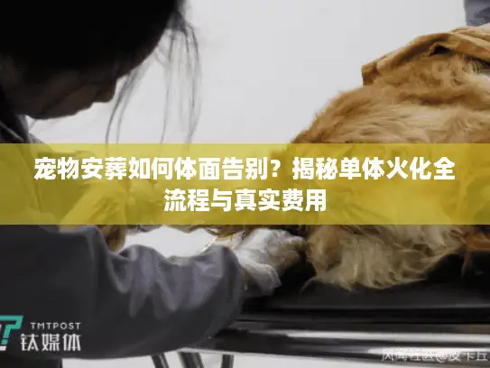 宠物安葬如何体面告别？揭秘单体火化全流程与真实费用