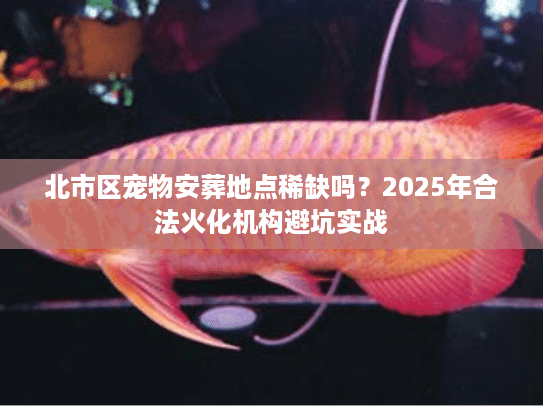 北市区宠物安葬地点稀缺吗?2025年合法火化机构避坑实战 北市区宠物安葬地点稀缺吗?2025年合法火化机构避坑实战