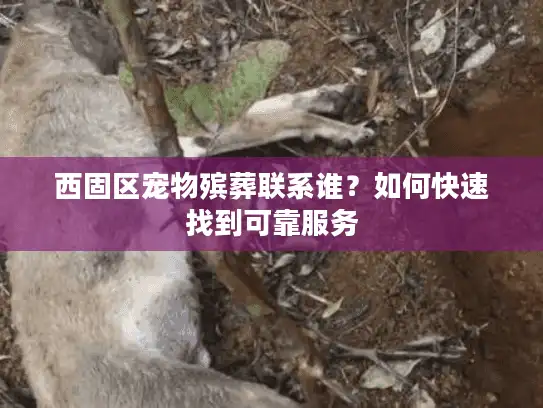 西固区宠物殡葬联系谁？如何快速找到可靠服务
