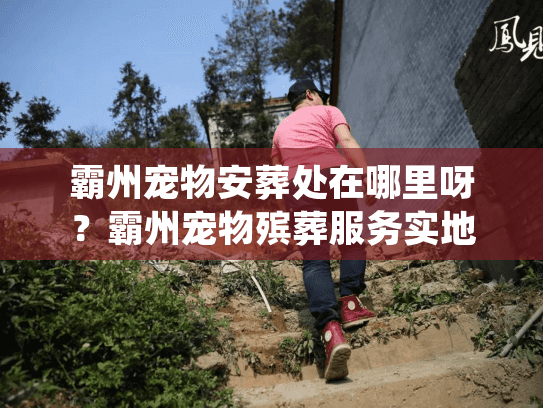 霸州宠物安葬处在哪里呀？霸州宠物殡葬服务实地探访与价格内幕