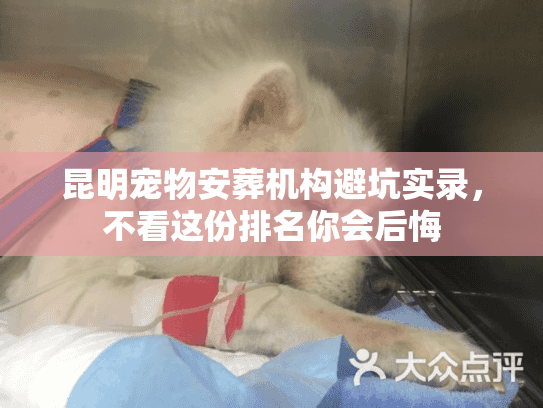 昆明宠物安葬机构避坑实录,不看这份排名你会后悔 昆明宠物安葬机构避坑实录,不看这份排名你会后悔