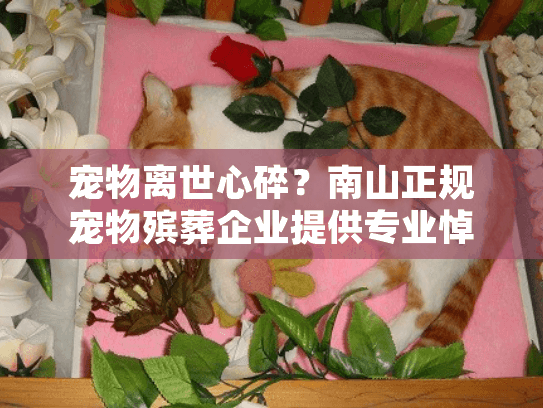 宠物离世心碎？南山正规宠物殡葬企业提供专业悼念服务