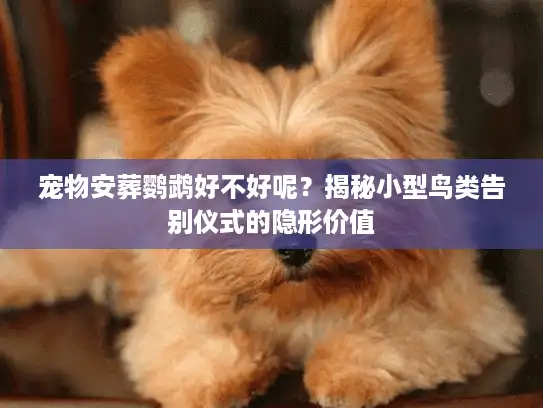 宠物安葬鹦鹉好不好呢？揭秘小型鸟类告别仪式的隐形价值