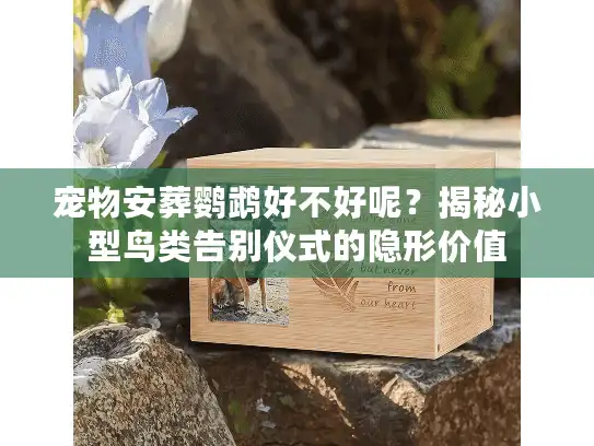宠物安葬鹦鹉好不好呢？揭秘小型鸟类告别仪式的隐形价值