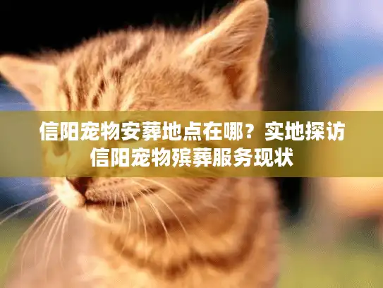 信阳宠物安葬地点在哪？实地探访信阳宠物殡葬服务现状