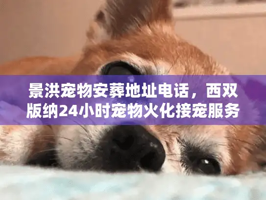 景洪宠物安葬地址电话，西双版纳24小时宠物火化接宠服务