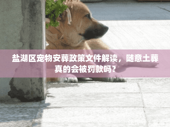 盐湖区宠物安葬政策文件解读，随意土葬真的会被罚款吗？