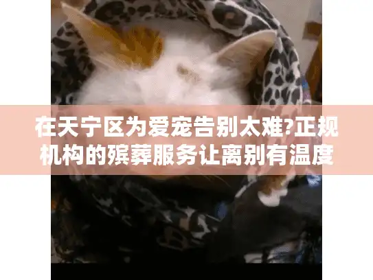 在天宁区为爱宠告别太难?正规机构的殡葬服务让离别有温度