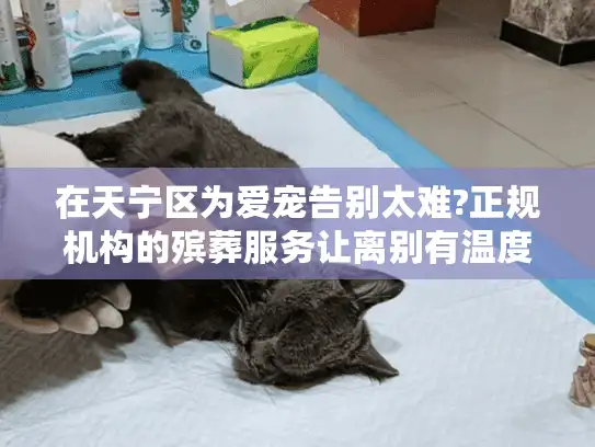 在天宁区为爱宠告别太难?正规机构的殡葬服务让离别有温度