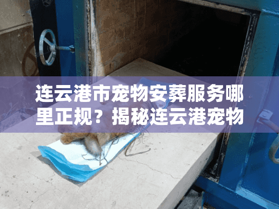 连云港市宠物安葬服务哪里正规？揭秘连云港宠物善后避坑内幕