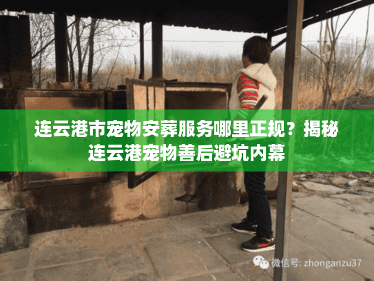 连云港市宠物安葬服务哪里正规？揭秘连云港宠物善后避坑内幕