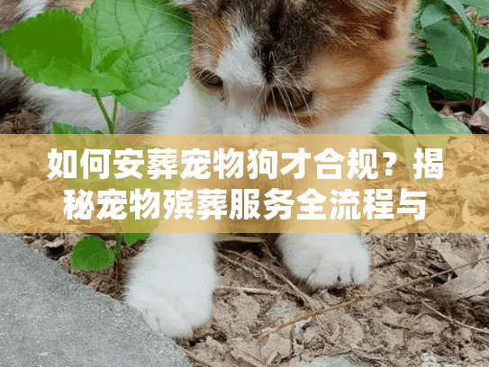 如何安葬宠物狗才合规？揭秘宠物殡葬服务全流程与告别仪式