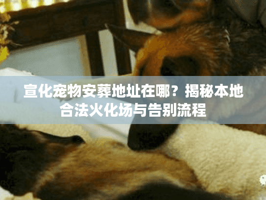 宣化宠物安葬地址在哪？揭秘本地合法火化场与告别流程
