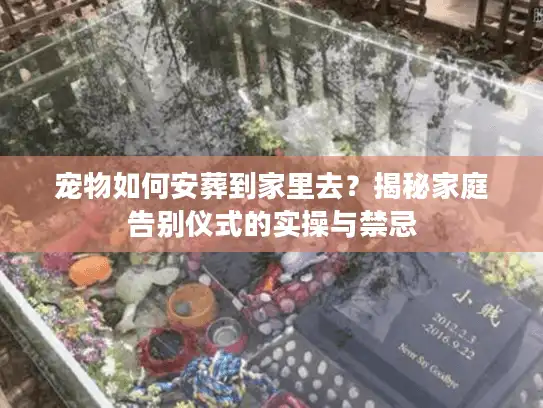 宠物如何安葬到家里去？揭秘家庭告别仪式的实操与禁忌