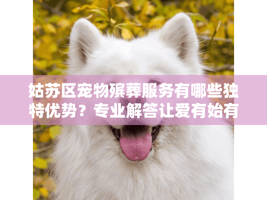 姑苏区宠物殡葬服务有哪些独特优势？专业解答让爱有始有终