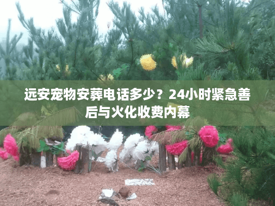远安宠物安葬电话多少？24小时紧急善后与火化收费内幕