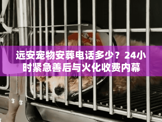 远安宠物安葬电话多少？24小时紧急善后与火化收费内幕