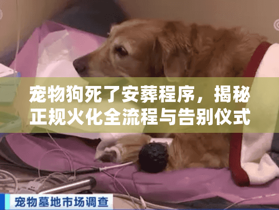 宠物狗死了安葬程序,揭秘正规火化全流程与告别仪式实操 宠物狗死了安葬程序,揭秘正规火化全流程与告别仪式实操