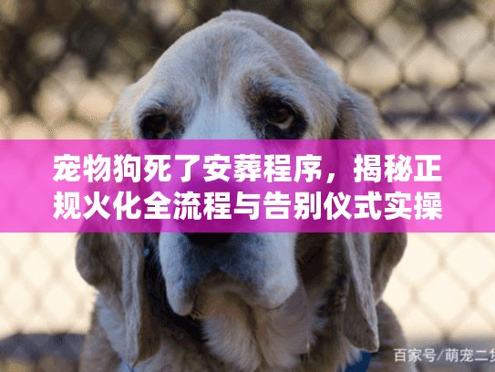 宠物狗死了安葬程序,揭秘正规火化全流程与告别仪式实操 宠物狗死了安葬程序,揭秘正规火化全流程与告别仪式实操