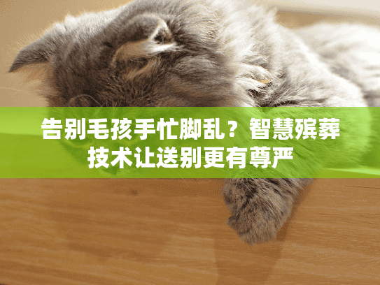 告别毛孩手忙脚乱？智慧殡葬技术让送别更有尊严