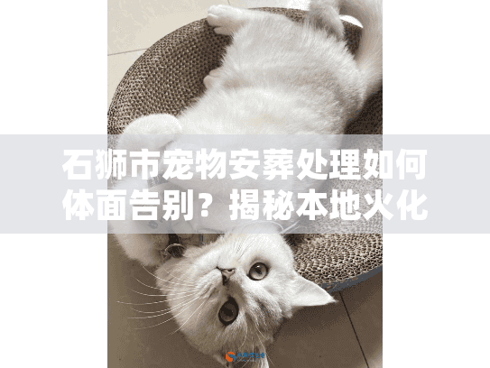 石狮市宠物安葬处理如何体面告别？揭秘本地火化流程与避坑实策