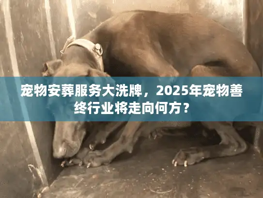 宠物安葬服务大洗牌，2025年宠物善终行业将走向何方？