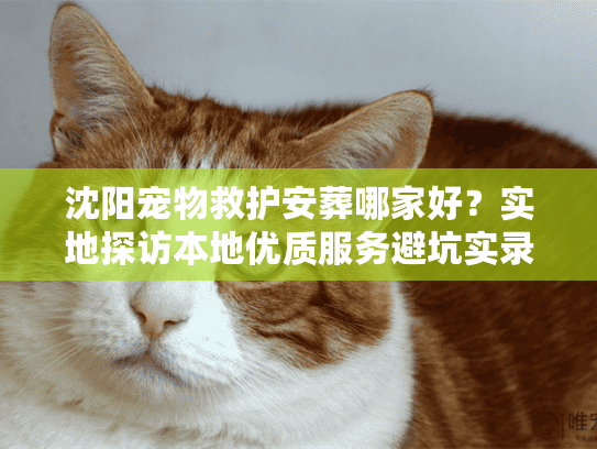 沈阳宠物救护安葬哪家好？实地探访本地优质服务避坑实录