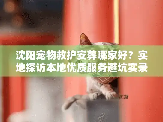 沈阳宠物救护安葬哪家好？实地探访本地优质服务避坑实录