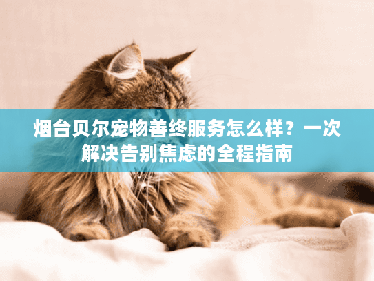 烟台贝尔宠物善终服务怎么样?一次解决告别焦虑的全程指南 烟台贝尔宠物善终服务怎么样?一次解决告别焦虑的全程指南