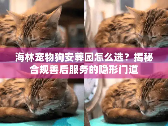海林宠物狗安葬园怎么选？揭秘合规善后服务的隐形门道