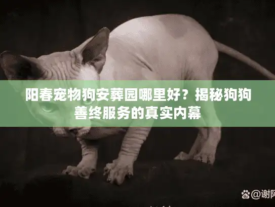 阳春宠物狗安葬园哪里好？揭秘狗狗善终服务的真实内幕