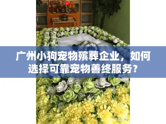 广州小狗宠物殡葬企业,如何选择可靠宠物善终服务? 广州小狗宠物殡葬企业,如何选择可靠宠物善终服务?