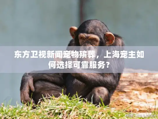 东方卫视新闻宠物殡葬，上海宠主如何选择可靠服务？