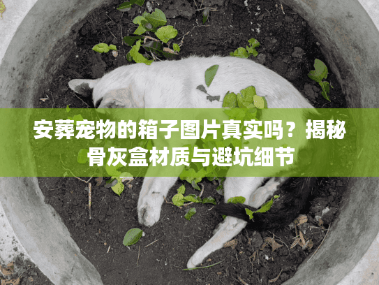 安葬宠物的箱子图片真实吗？揭秘骨灰盒材质与避坑细节