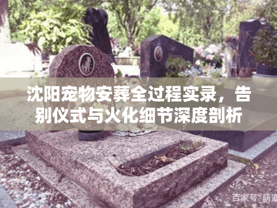 沈阳宠物安葬全过程实录，告别仪式与火化细节深度剖析