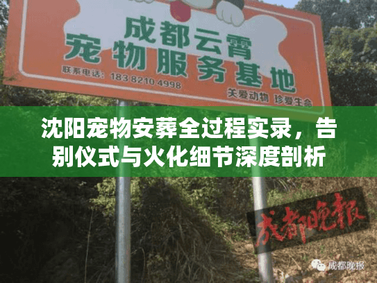 沈阳宠物安葬全过程实录，告别仪式与火化细节深度剖析