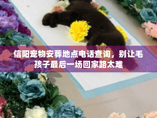 信阳宠物安葬地点电话查询,别让毛孩子最后一场回家路太难 信阳宠物安葬地点电话查询,别让毛孩子最后一场回家路太难