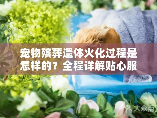 宠物殡葬遗体火化过程是怎样的？全程详解贴心服务