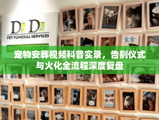 宠物安葬视频科普实录，告别仪式与火化全流程深度复盘
