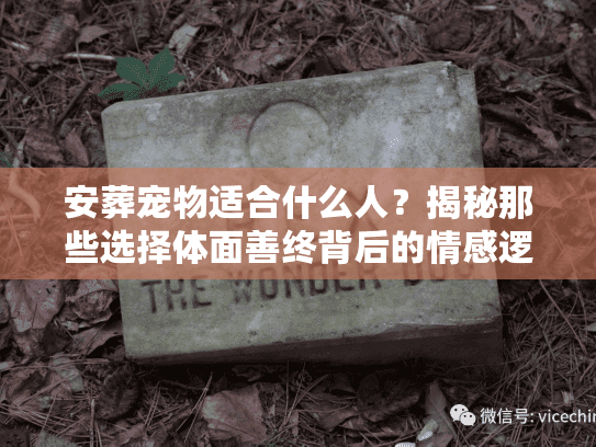 安葬宠物适合什么人？揭秘那些选择体面善终背后的情感逻辑