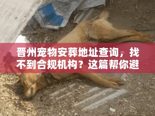 晋州宠物安葬地址查询，找不到合规机构？这篇帮你避坑