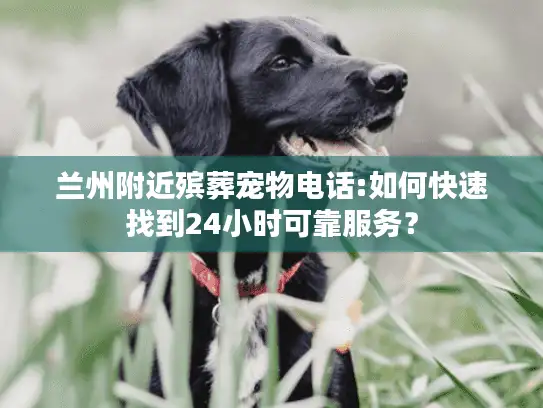 兰州附近殡葬宠物电话:如何快速找到24小时可靠服务？