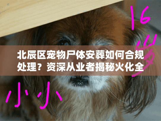 北辰区宠物尸体安葬如何合规处理？资深从业者揭秘火化全流程