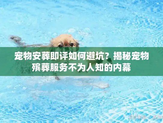 宠物安葬即评如何避坑？揭秘宠物殡葬服务不为人知的内幕