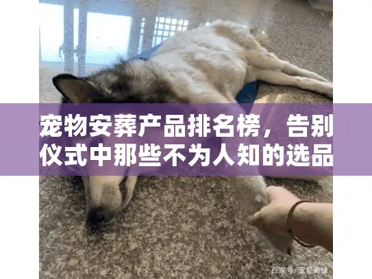 宠物安葬产品排名榜，告别仪式中那些不为人知的选品门道