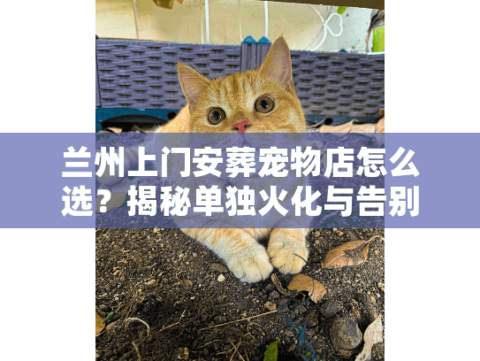 兰州上门安葬宠物店怎么选？揭秘单独火化与告别仪式的避坑门道