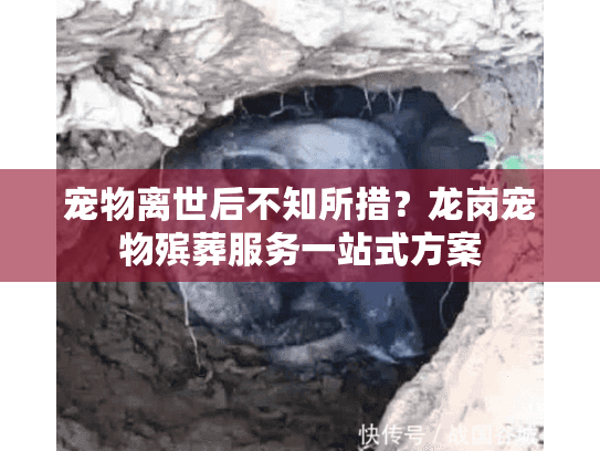 宠物离世后不知所措?龙岗宠物殡葬服务一站式方案 宠物离世后不知所措?龙岗宠物殡葬服务一站式方案