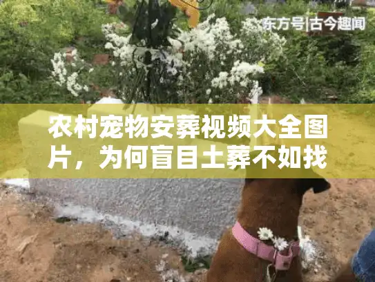 农村宠物安葬视频大全图片,为何盲目土葬不如找专业机构? 农村宠物安葬视频大全图片,为何盲目土葬不如找专业机构?