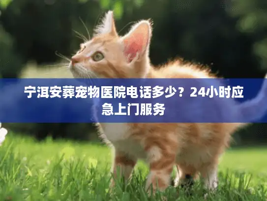 宁洱安葬宠物医院电话多少？24小时应急上门服务
